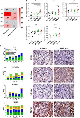 Interleukin-1β Inhibition for Chronic Kidney Disease in Obese Mice With Type 2 Diabetes